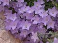 Campanula fragilis subsp. cavolinii